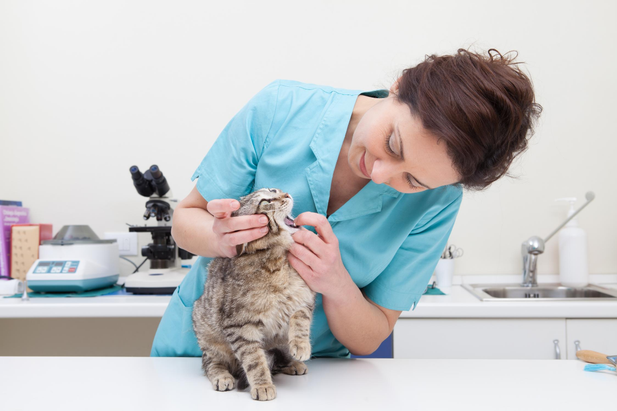 Expert Comptable Veterinaire Kardynal